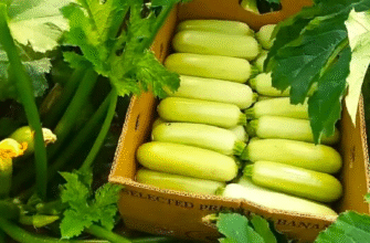 Як правильно та глибоко садити кабачки: поради для успішного врожаю