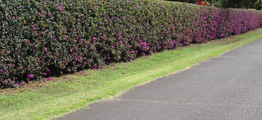 Що використовують для живоплоту: найкращі рослини для вашого саду