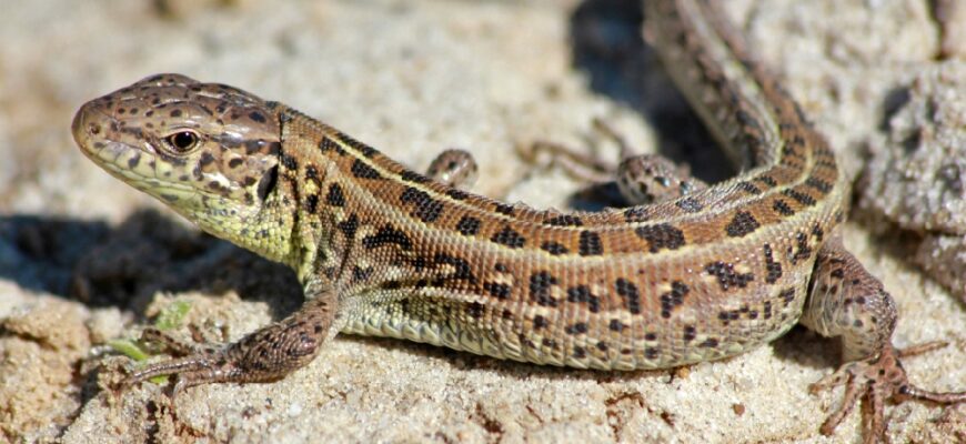 Що споживають маленькі ящірки: раціон вуличних рептилій