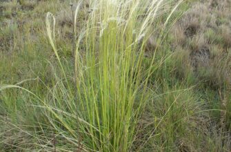 Що таке ковила та як правильно називати цю траву в Україні