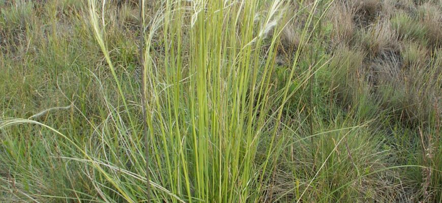 Що таке ковила та як правильно називати цю траву в Україні