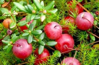 Різниця між садовою та дикою журавлиною: особливості та переваги