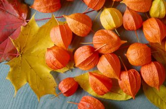 Як правильно і коли збирати фізаліс: поради для оптимального врожаю