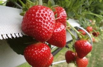 Коли найкращий час для посіву насіння полуниці: Поради та рекомендації