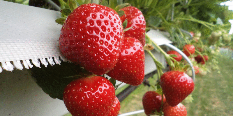Коли найкращий час для посіву насіння полуниці: Поради та рекомендації