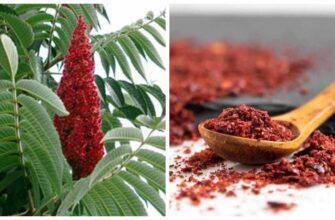 Який смак має сумах: відкрийте нові гастрономічні відтінки