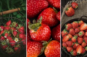 Різниця між суницею та полуницею: детальний огляд та порівняння