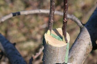 Коли та за яких умов можна прищеплювати живці: поради і рекомендації