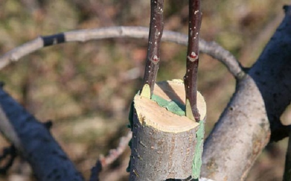 Коли та за яких умов можна прищеплювати живці: поради і рекомендації