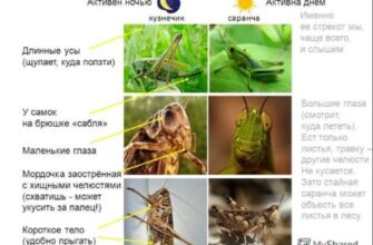 Що приваблює коників: основні фактори та їх вплив на поведінку