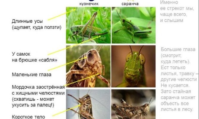 Що приваблює коників: основні фактори та їх вплив на поведінку