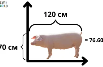 Як точно визначити вагу поросят без використання вагів: рекомендації