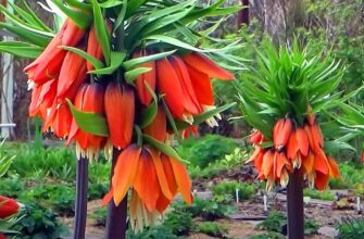 У якому місяці краще садити рябчики: оптимальні терміни та поради