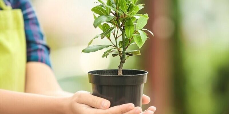 Де любить рости лавровий лист: найсприятливіші умови та зони України