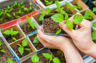 Як правильно висадити насіння солодкого перцю на розсаду: поради та рекомендації