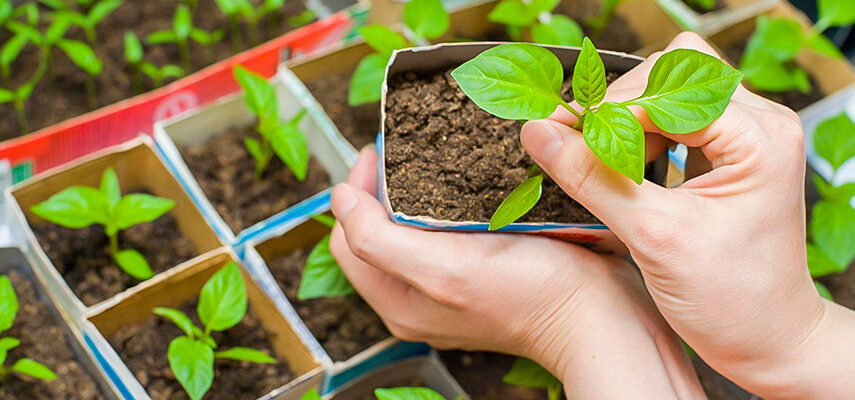 Як правильно висадити насіння солодкого перцю на розсаду: поради та рекомендації