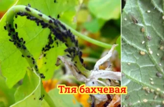 До якого загону комах належить баштанна попелиця: тут!