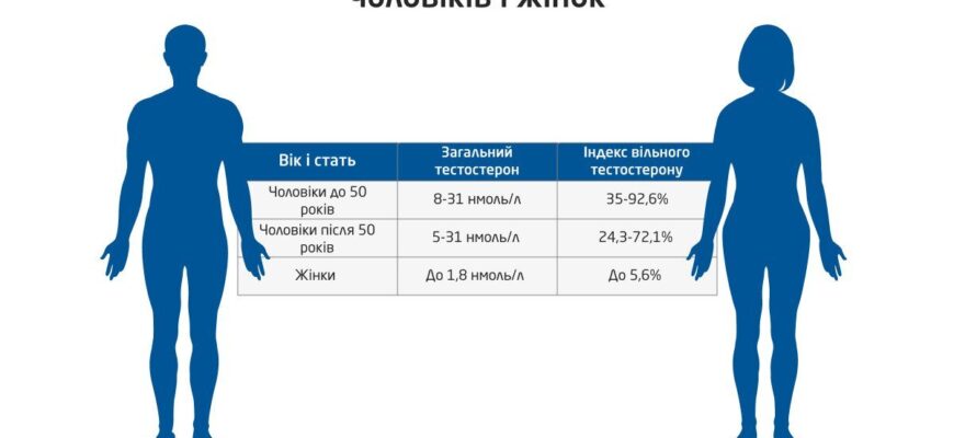 Де саме виробляється тестостерон у чоловіків: основні органи та процеси