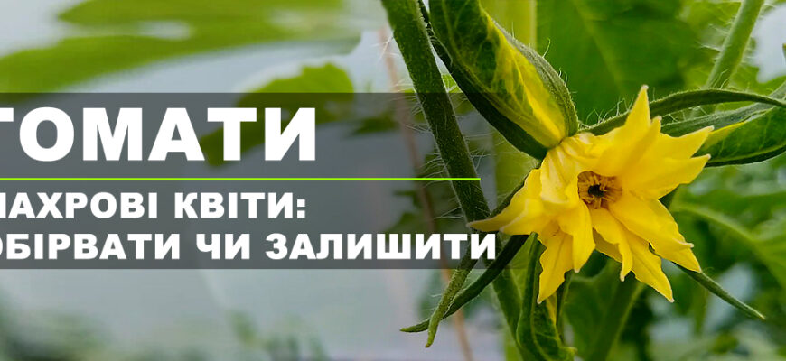 Чи варто видаляти перші квіти на помідорах для кращого врожаю?