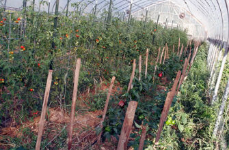 Ефективні способи зупинити ріст томатів в теплиці: поради та методи