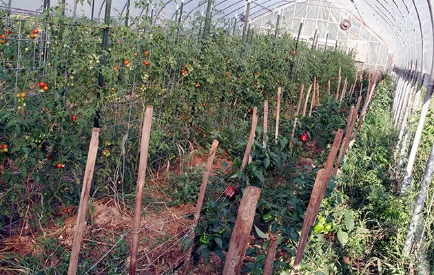 Ефективні способи зупинити ріст томатів в теплиці: поради та методи