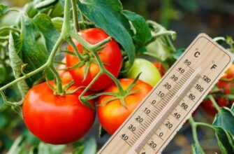 Нічна температура в теплиці: оптимальні умови для вирощування томатів