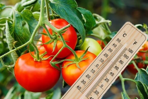 Нічна температура в теплиці: оптимальні умови для вирощування томатів