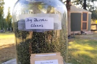 ТОП-5 помилок при зберіганні насіння коноплі: уникайте цих ризиків