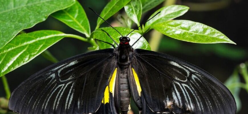 Коли і де можна побачити метелика: кращі сезони та місця спостережень