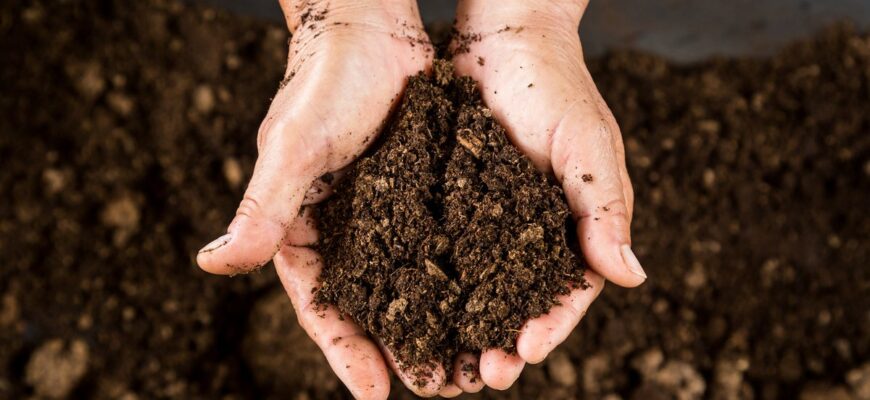 Верхній чи нижній торф: порівняння для оптимального вибору ґрунту