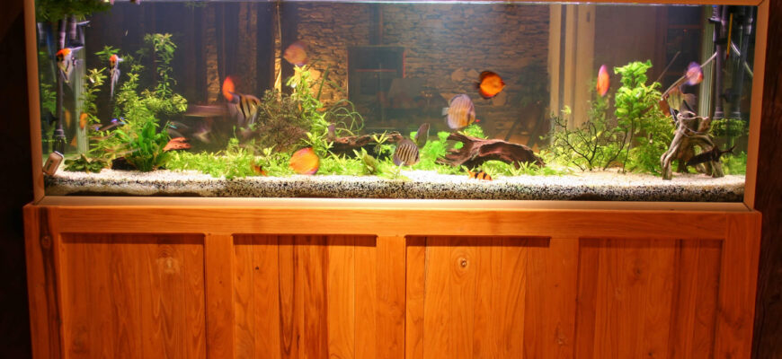 Що покласти у порожній акваріум: ідеї для наповнення та декорацій