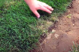 Що обрати для ідеального газону: вівсяниця чи тонконіг?