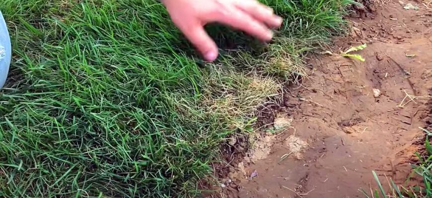 Що обрати для ідеального газону: вівсяниця чи тонконіг?