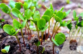 Найкращі квіти для посіву у відкритий ґрунт у травні: поради та вибір