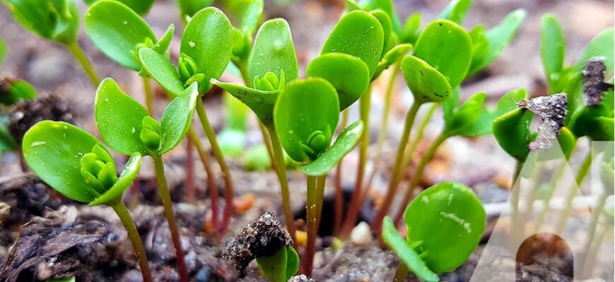 Найкращі квіти для посіву у відкритий ґрунт у травні: поради та вибір