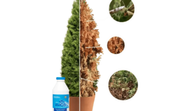 Оптимальні методи підживлення туї для здорового та швидкого росту