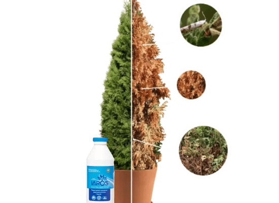 Оптимальні методи підживлення туї для здорового та швидкого росту