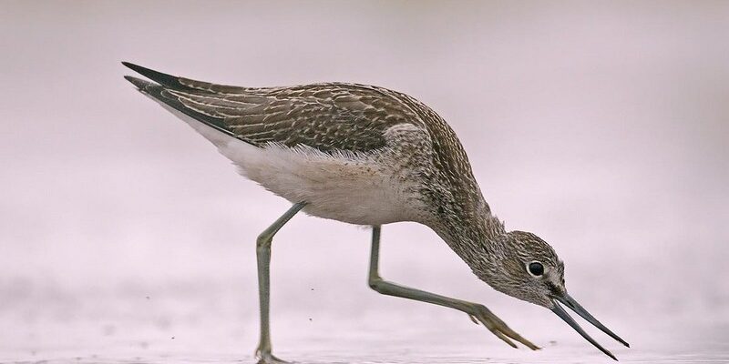 Які види птахів мешкають на українських болотах: детальний огляд