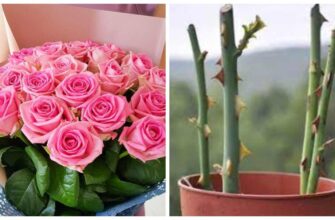 Чи реально виростити троянду з бутона: поради та етапи процесу