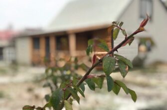 Чому у троянди опадає листя: основні причини та рішення проблеми