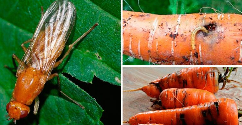 Оптимальні рішення для захисту від морквяної мухи: чого вона боїться?