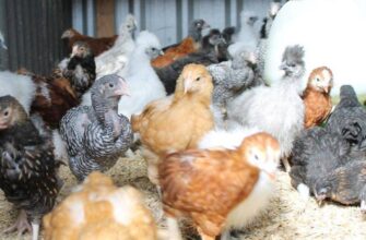 Скільки корму потрібно місячним курчатам: секрети відгодівлі