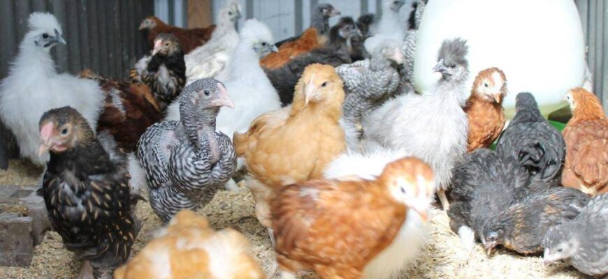 Скільки корму потрібно місячним курчатам: секрети відгодівлі