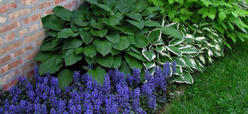 Топ рослин для тіні: Оберіть ідеальний варіант для вашого саду