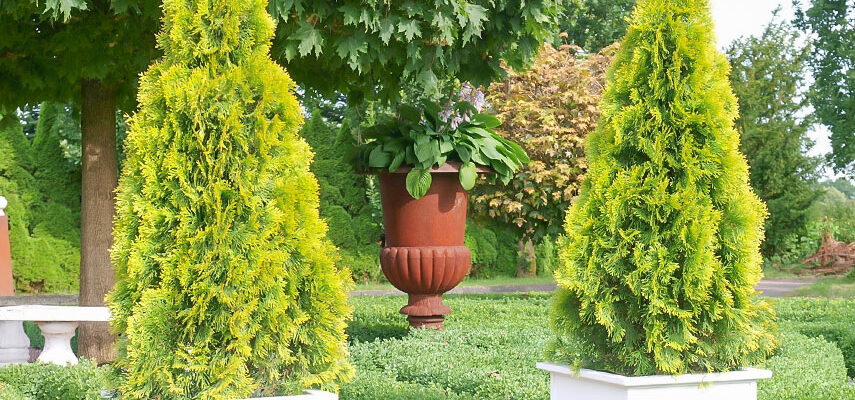 Чи варто висаджувати тую на сонячній ділянці: поради експертів