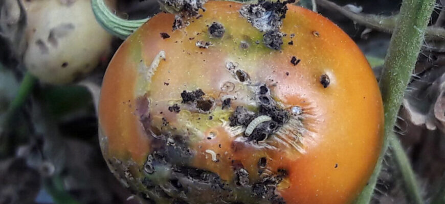 Як виглядає тута: Все, що потрібно знати про цю рідкісну рослину