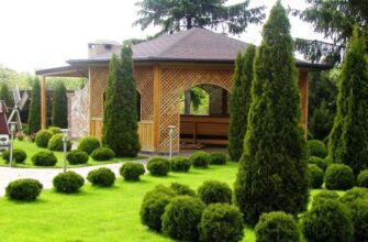 Пересадка туї у вересні: Чи варто займатися восени?