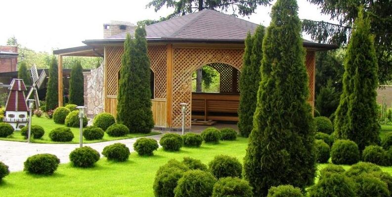 Пересадка туї у вересні: Чи варто займатися восени?