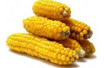 Чи можна їсти варену кукурудзу при цукровому діабеті: поради лікарів