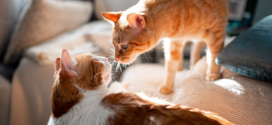 Оптимальний вибір статі для другого кота: поради та рекомендації